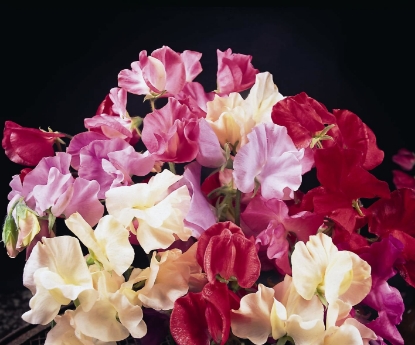 Picture of Sweet Pea Mixes - Galaxy Mixed